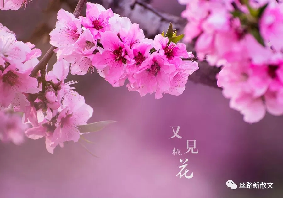 三月桃花开(陈慧琼)